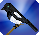 Meet the magpie